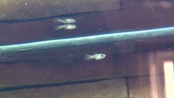  guppies 1