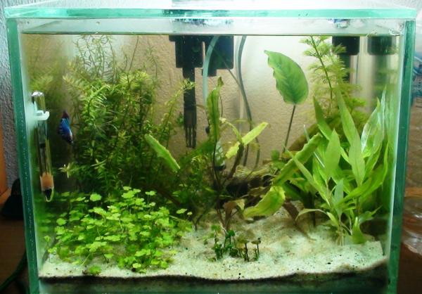 30L betta tank