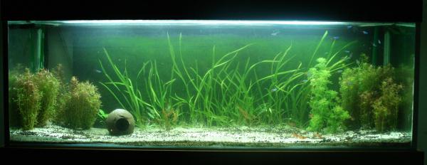 300L tetra tank (xmas)