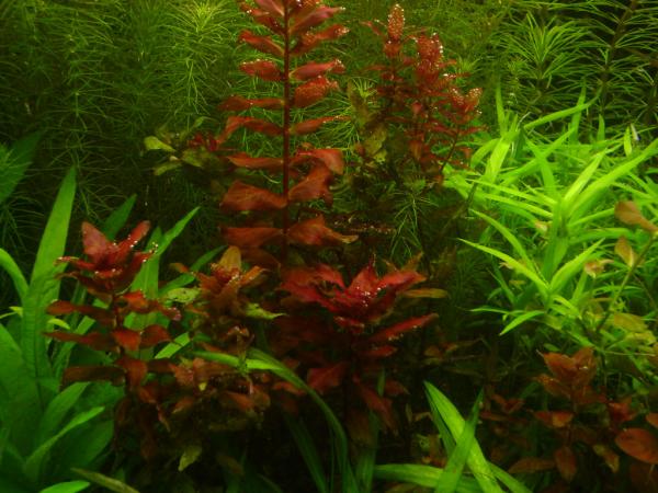 8 ?????? ???rotala macrandra