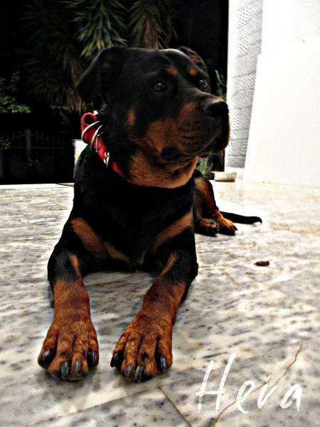 hera