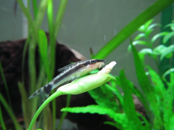 Otocinclus affinis