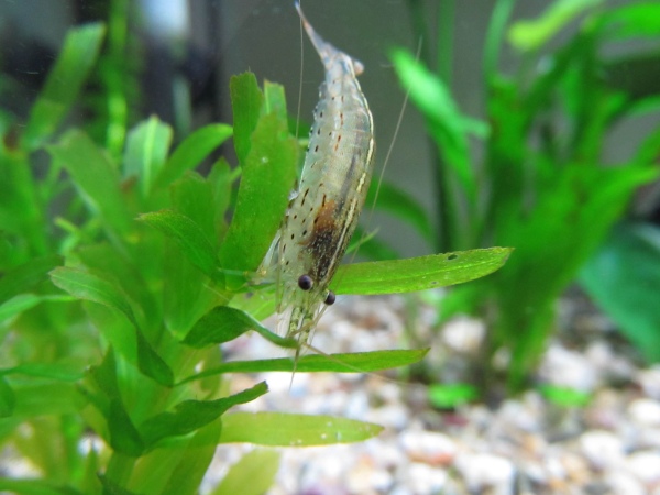 Caridina multidentata