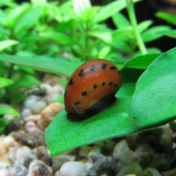 Neritina natalensis