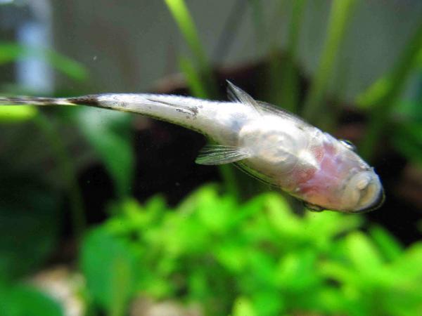 Otocinclus affinis