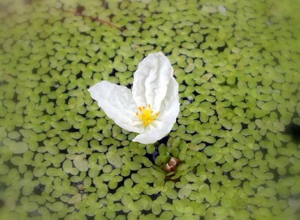 Elodea (egeria) densa