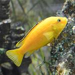 Female Labidochromis caeruleus