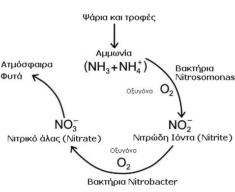 nitrogen circle