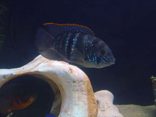 Blue Acara 