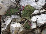   saxifraga sp. ( )