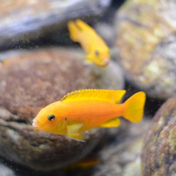 Pseudotropheus Saulosi females