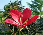 hibiscus coccineus