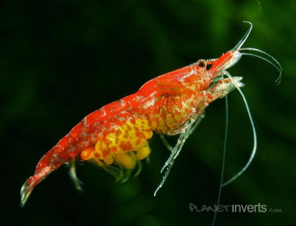 red cherry shrimp swimming