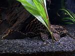 pleco