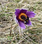 pulsatilla halerri ( )