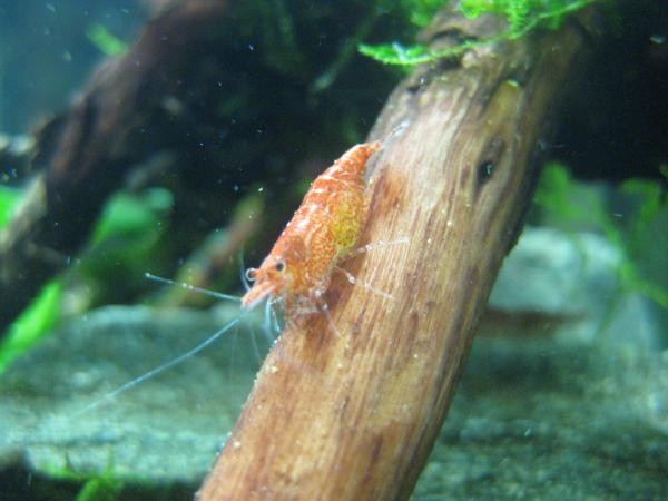 Red cherry shrimp   :)