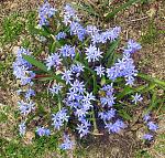    scilla autumnalis ( )