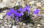 viola delphinantha ( )