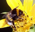 Bombus terrestris