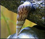 malaysian trumpet snail3