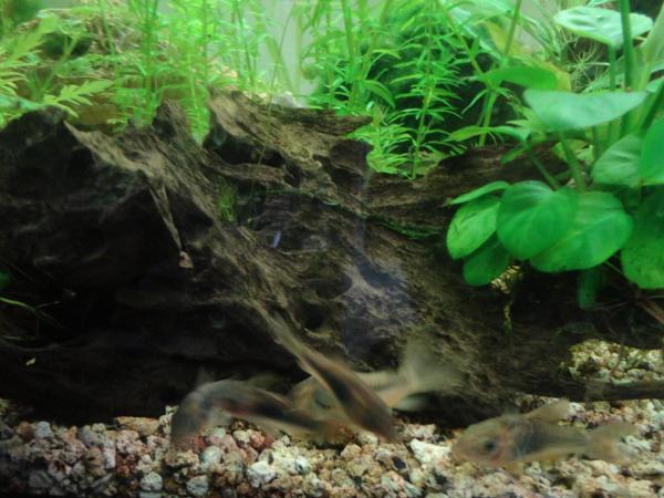   corydoras bronze