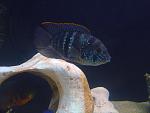 Blue Acara 