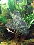 pleco Pterygoplichthys gibbiceps