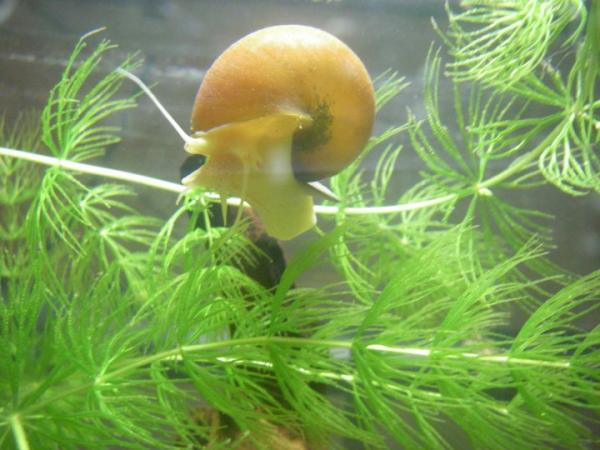 one of my aple snails