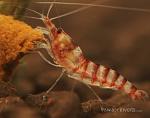 purple zebra shrimp3