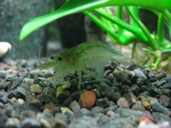  Amano shrimp