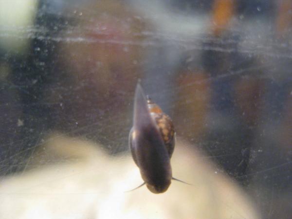 Bladder Snail : Physa fontinalis