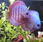 DISCUS ONLY