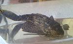   plecostomus