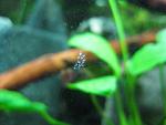 Bladder Snail : Physa fontinalis eggs