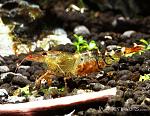 orange bee shrimp2