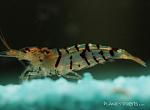 tiger shrimp male2