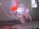 "GOUSYHEAD" REDCAP ORANDA