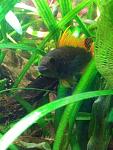 apistogramma cacatuoides