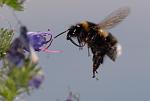 Bombus terrestris