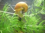 one of my aple snails