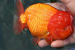 RANCHU