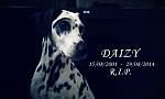 Daizy