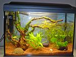 My aquascape