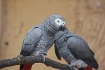 african greys couple 1