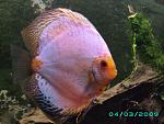 discus