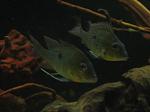 Geophagus altifrons "rio tapajos"