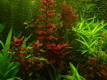 8 ?????? ???rotala macrandra