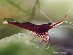 cardinal shrimp web