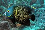 intermidiate french angelfish