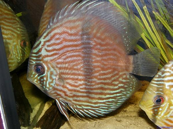 Symphysodon discus, Heckel 1840

(in full red-blue appearance)